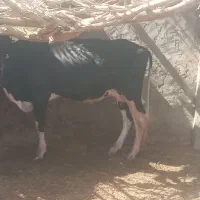 گاو خارجی ابست همرا با گوساله ماده|حیوانات مزرعه|زابل, |دیوار