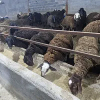 بره لاغر شال افشار