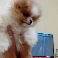 توله پامر خرسی اصیل|سگ|پردیس, فاز ۶|دیوار