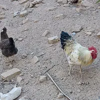 مرغ خروس تخم گذار اردک اسراییلی|حیوانات مزرعه|اردکان, |دیوار