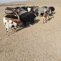 فروش.گوسفندزنده