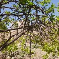 کاه خار شتر