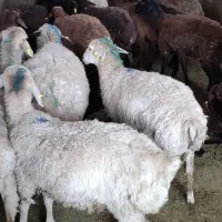 دام زنده گوسفند نر جوان جهت قربانی کل تهران و کرج|حیوانات مزرعه|تهران, شهرک آزادی|دیوار