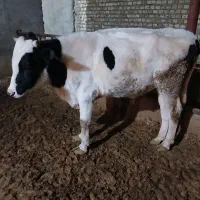 گوساله نر|حیوانات مزرعه|رامند, |دیوار