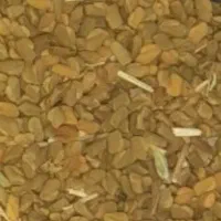 بذر شنبلیله خوب