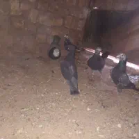 کفتر المانی|پرنده|سده (خراسان جنوبی), |دیوار