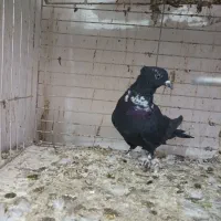 گرفتنی رنگی|پرنده|قم, نوبهار|دیوار