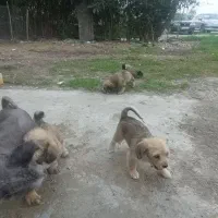 واگذاری سگ|سگ|ساری, |دیوار