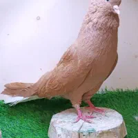 زرد دم سفید قواره به در