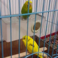 مرغ عشق جفت