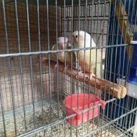 ردچیک و مونچیک|پرنده|شاهینشهر, خبرنگار|دیوار