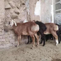 بره اصیل و ۲قلو چینی|حیوانات مزرعه|کوهدشت, |دیوار