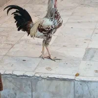 خروس|حیوانات مزرعه|ایرانشهر, |دیوار