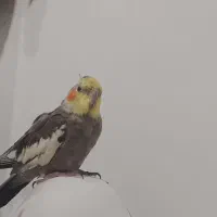 عروس هلندی نر سخن گو