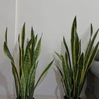 گل سانسوریا پر غلاف و پر پاجوش|گل و گیاه طبیعی|تربت جام, مطهری|دیوار