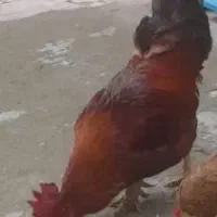 یک عدد خروس محلی زیبا و جوان و سرحال