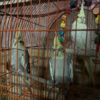 عروس هلندی|پرنده|شیراز, جمهوری|دیوار