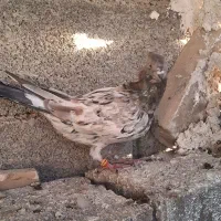 کفتر جفتی|پرنده|صباشهر, |دیوار