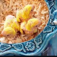 برزیلی مولد صدرصد|پرنده|لاهیجان, شیخ زاهد|دیوار