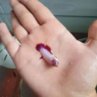 فایتر|ماهی|خرم‌آباد, |دیوار