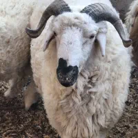 بره نر یا همون قوچک|حیوانات مزرعه|هیرمند, |دیوار