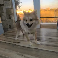 پامرین|سگ|قزوین, |دیوار