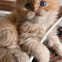 بریتیش لانگ هیر گلد