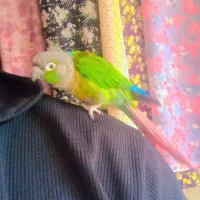 طوطی گرینچیک