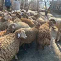 کاروانسرای افشار عرضه دام زنده|حیوانات مزرعه|تهران, امام زاده حسن|دیوار