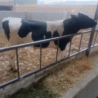 گوساله نر چاق