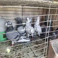 کفتر پلاکی|پرنده|یزد, |دیوار