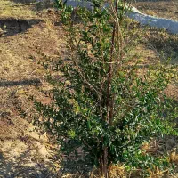 باغ ۱۰۰۰ متری جاده بیستون|فروش زمین و ملک کلنگی|کرمانشاه, |دیوار