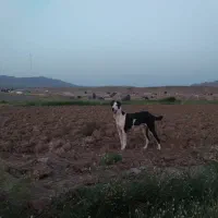 سگ به شرط گله|سگ|تربت جام, جلگه موسی آباد|دیوار