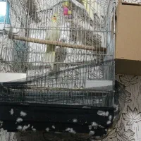 عروس هلندی|پرنده|حمیدیه, |دیوار