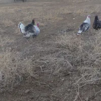 حیوانات مزرعه