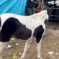 دو عدد مادیون