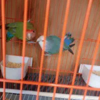 یک جفت طوطی برزیلی بازیگوش|پرنده|گلستان (تهران), |دیوار