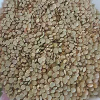 فروش ۴تن عدس درجه یک بوجاری شده|خوردنی و آشامیدنی|قشلاق دشت, |دیوار