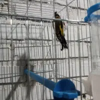 سهره سرخ وحش امسال|پرنده|اندیمشک, |دیوار