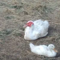 اردک اسراییلی  نر وماده|حیوانات مزرعه|لاهیجان, لاشیدان|دیوار