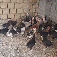 جوجه گلین لری عشایری ۳ ماهه و نیمه