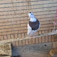 طوقی|پرنده|لنجان, |دیوار