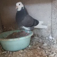 پنج تا جوجه به شرط سو پرش