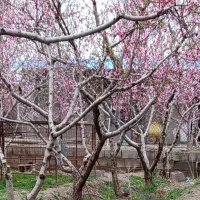 زمین ویلایی