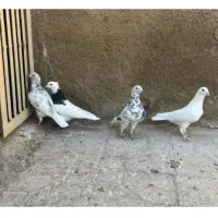 ۳تاسرورپلاکی وطوق سیاه نر