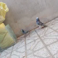 کفتر جنگنده