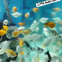 ماهی مولی.گوپی.گلدفیش.سوارتل|ماهی|اصفهان, شهرک ولیعصر|دیوار