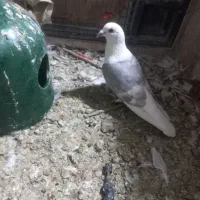 شونی پلاکی