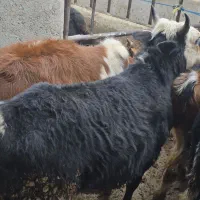 گوساله گیلدورگ در وزن ۱۰۰ و ۱۵۰ کیلو|حیوانات مزرعه|پیشوا, |دیوار