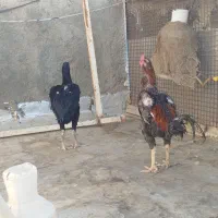 خروس لاری